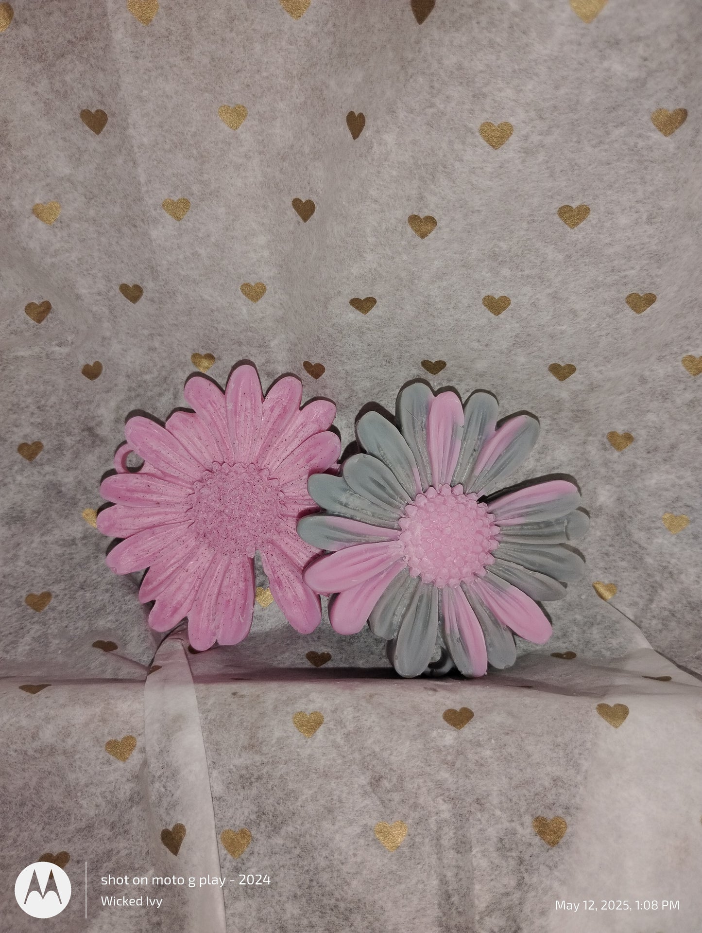 Midnight Daisy