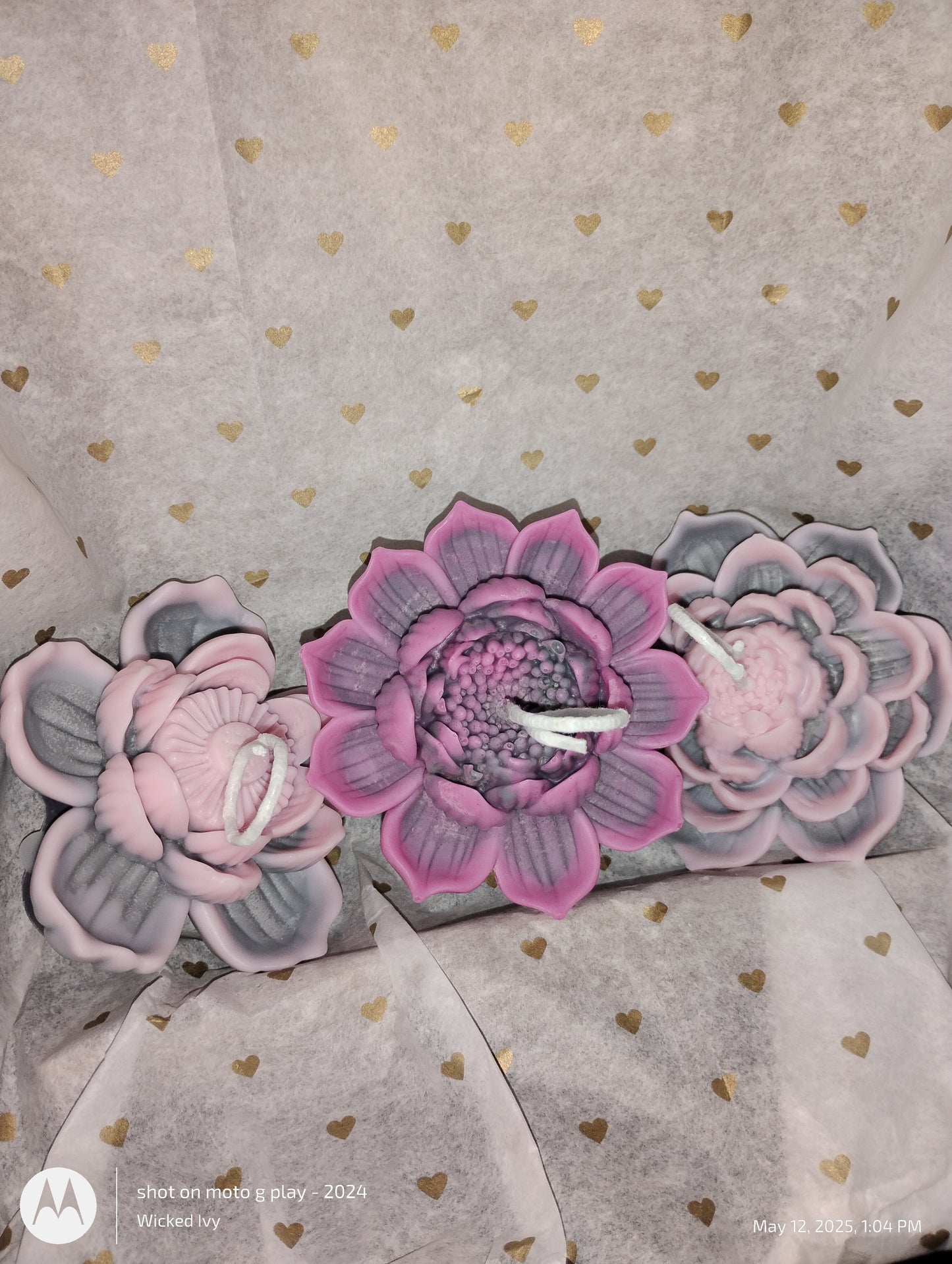 Midnight Succulents