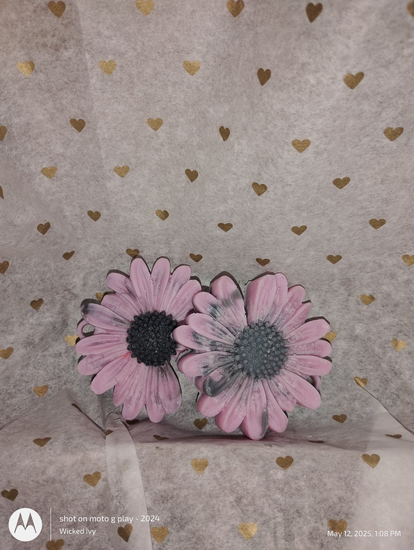 Midnight Daisy